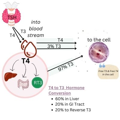 Explanation of T4 to T3 Thyroid Conversion