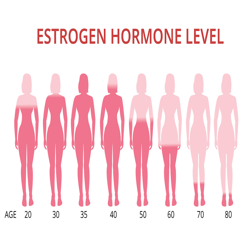 The Connection Between Period Challenges The Microbiome The   Image Of Oestrogen Levels 