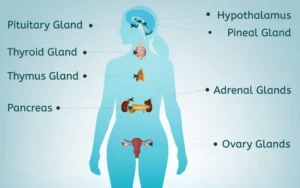 The Neuroendocrine System